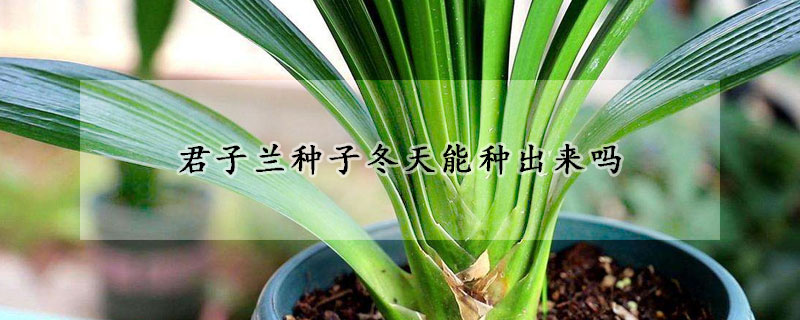 君子蘭種子冬天能種出來(lái)嗎