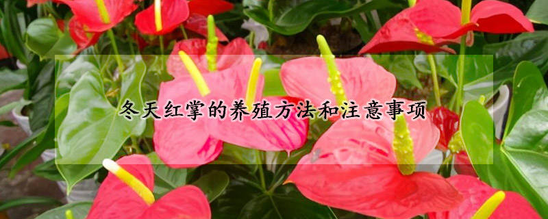 冬天紅掌的養(yǎng)殖方法和注意事項