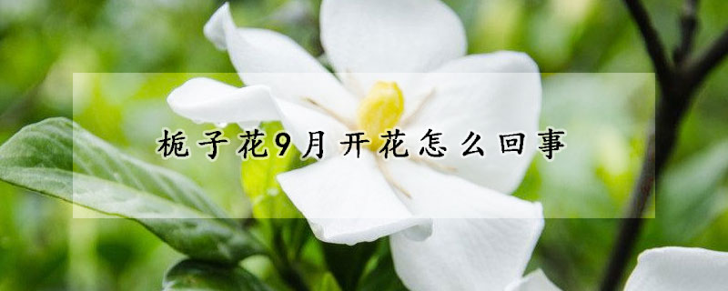 梔子花9月開(kāi)花怎么回事