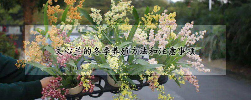 文心蘭的冬季養(yǎng)殖方法和注意事項