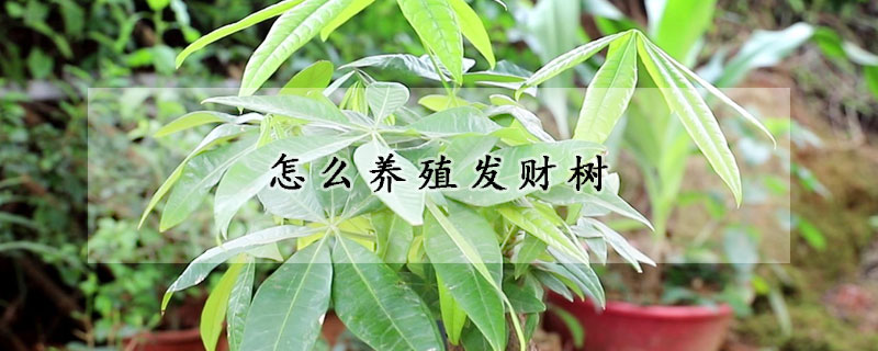 怎么養(yǎng)殖發(fā)財(cái)樹(shù)