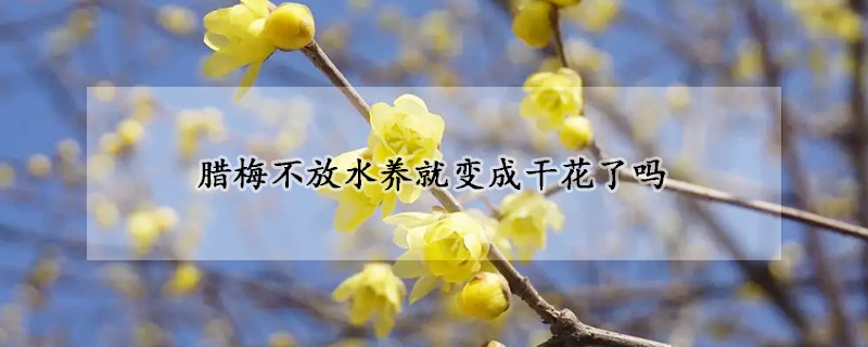 臘梅不放水養(yǎng)就變成干花了嗎