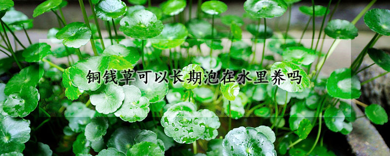 銅錢(qián)草可以長(zhǎng)期泡在水里養(yǎng)嗎