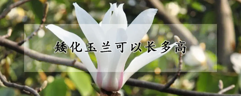 矮化玉蘭可以長(zhǎng)多高