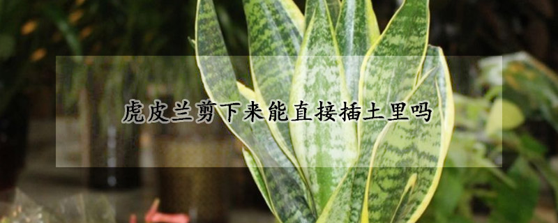 虎皮蘭剪下來(lái)能直接插土里嗎