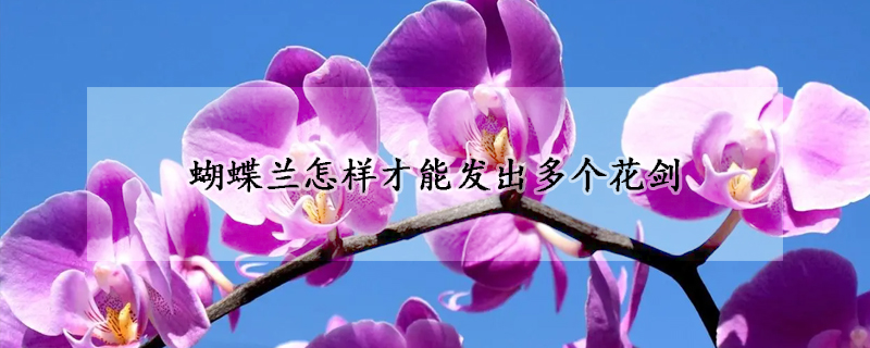 蝴蝶蘭怎樣才能發(fā)出多個(gè)花劍