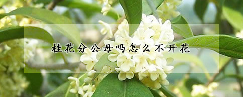 桂花分公母嗎怎么不開(kāi)花