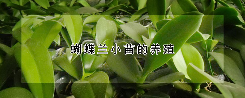 蝴蝶蘭小苗的養(yǎng)殖