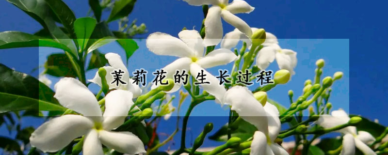 茉莉花的生長(zhǎng)過程