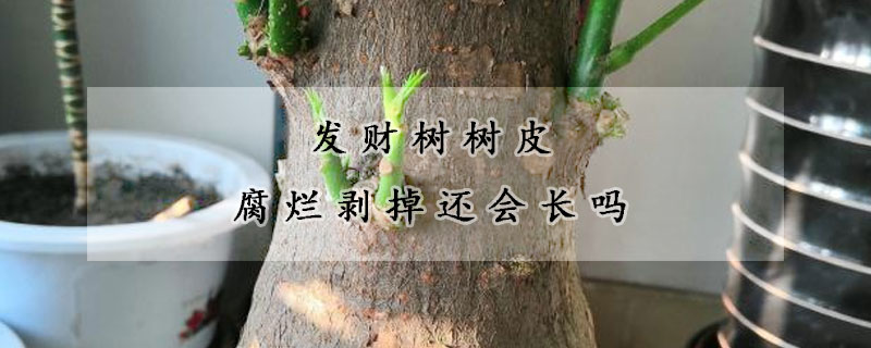 發(fā)財樹樹皮腐爛剝掉還會長嗎