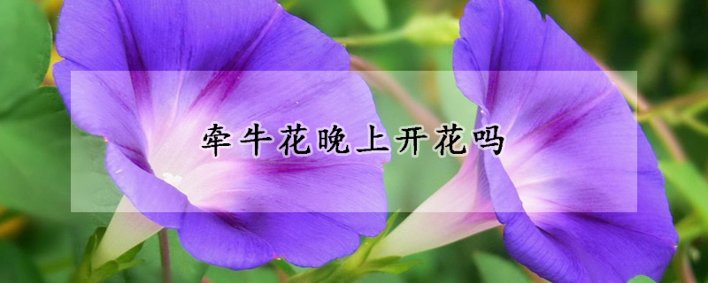 牽?；ㄍ砩祥_(kāi)花嗎