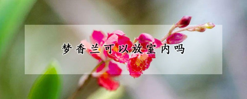 夢香蘭可以放室內(nèi)嗎