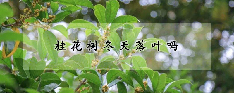 桂花樹(shù)冬天落葉嗎