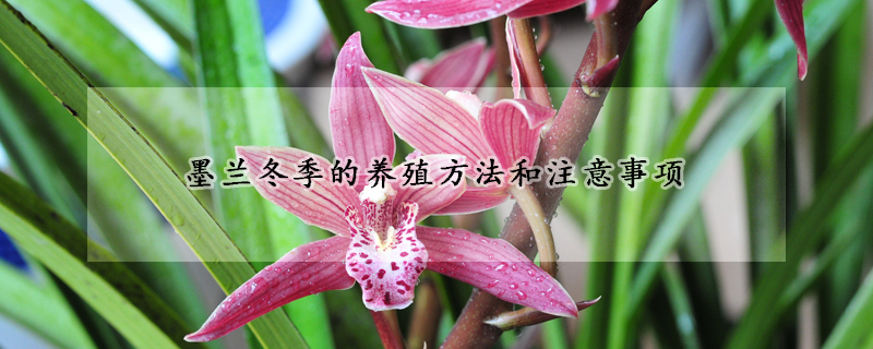 墨蘭冬季的養(yǎng)殖方法和注意事項(xiàng)