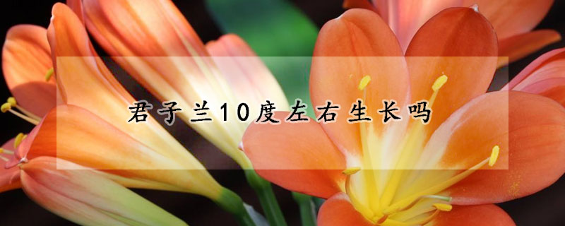 君子蘭10度左右生長(zhǎng)嗎