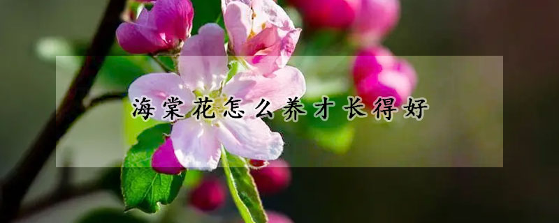 海棠花怎么養(yǎng)才長得好