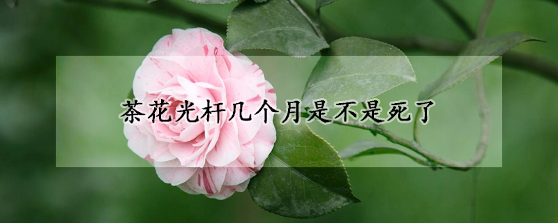 茶花光桿幾個(gè)月是不是死了
