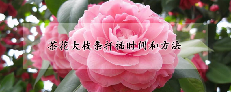 茶花大枝條扦插時(shí)間和方法