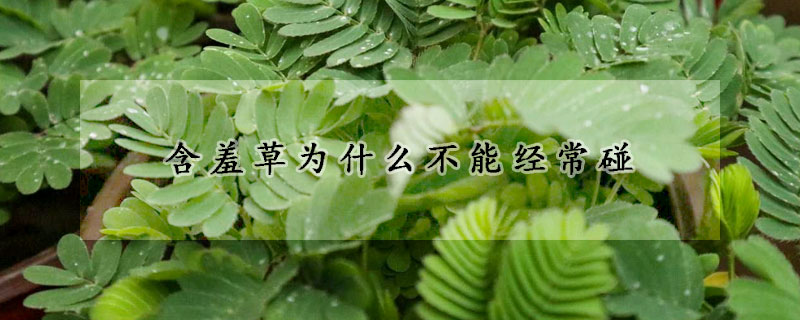 含羞草為什么不能經(jīng)常碰