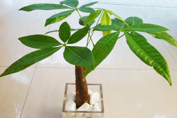 發(fā)財(cái)樹擺在家里什么位置 發(fā)財(cái)樹家里擺放位置