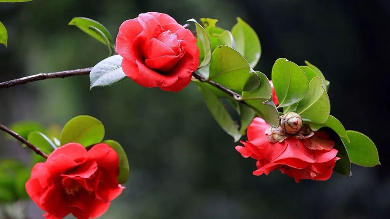 四季紅山茶花怎么養(yǎng)