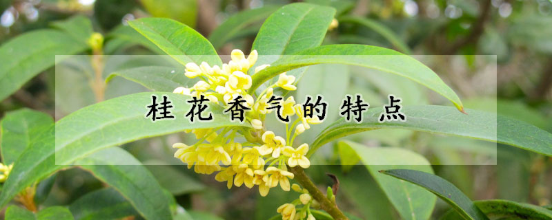 桂花香氣的特點(diǎn)