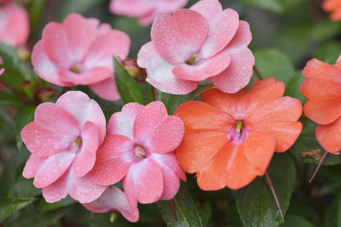 被稱作“變臉花”的花你知道嗎？