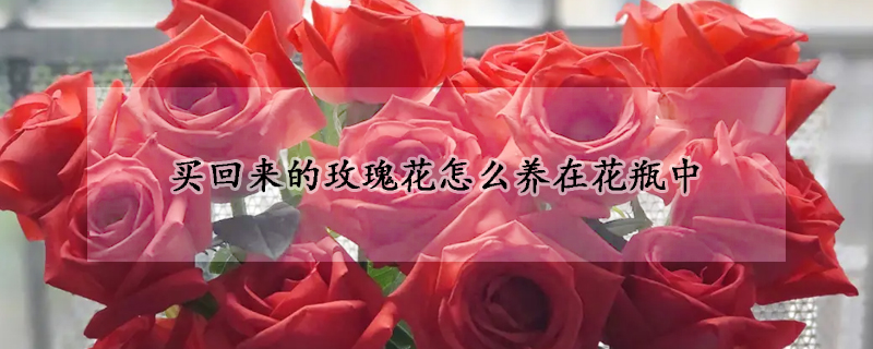 買回來的玫瑰花怎么養(yǎng)在花瓶中