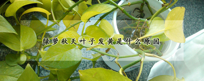 綠蘿秋天葉子發(fā)黃是什么原因