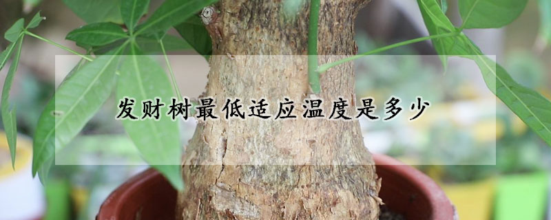 發(fā)財(cái)樹最低適應(yīng)溫度是多少