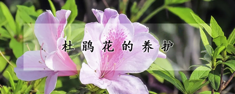 杜鵑花的養(yǎng)護