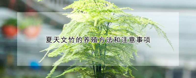 夏天文竹的養(yǎng)殖方法和注意事項(xiàng)