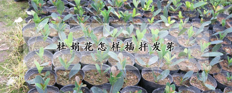 杜娟花怎樣插扦發(fā)芽