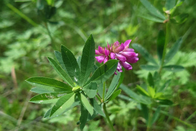 植物野火球?qū)ι鷳B(tài)環(huán)境有什么要求？形態(tài)特征是怎樣的？