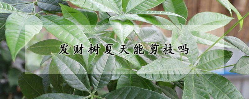 發(fā)財樹夏天能剪枝嗎