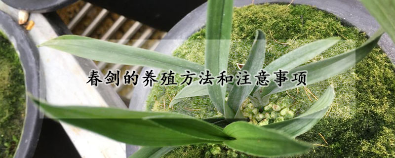春劍的養(yǎng)殖方法和注意事項