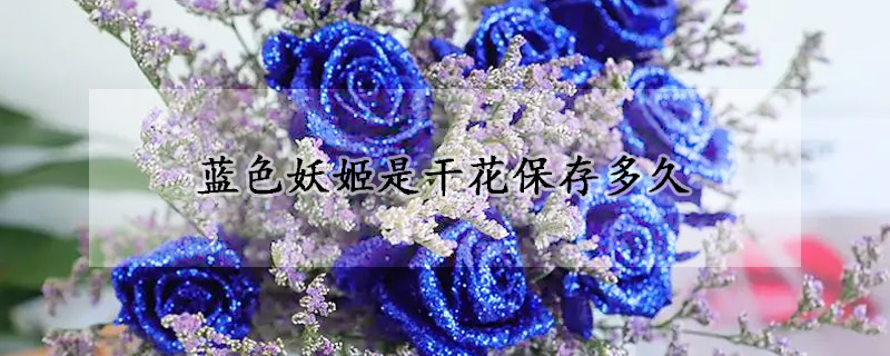 藍(lán)色妖姬是干花保存多久