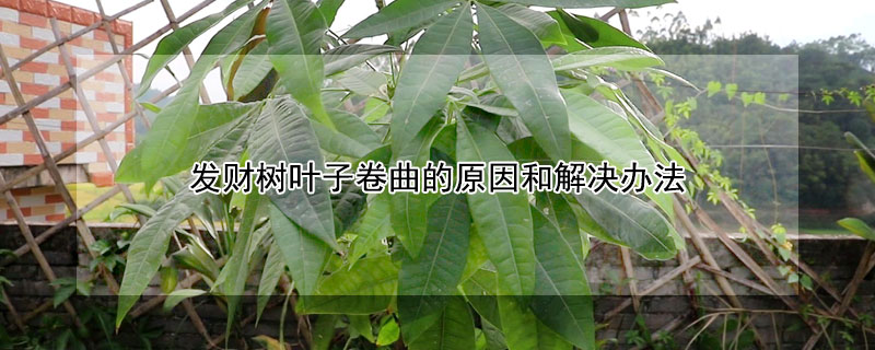 發(fā)財(cái)樹葉子卷曲的原因和解決辦法