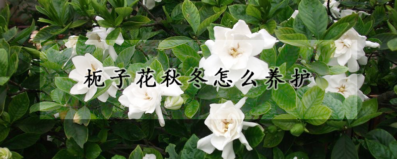 枙子花秋冬怎么養(yǎng)護