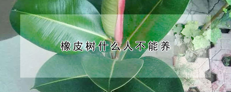 橡皮樹什么人不能養(yǎng)