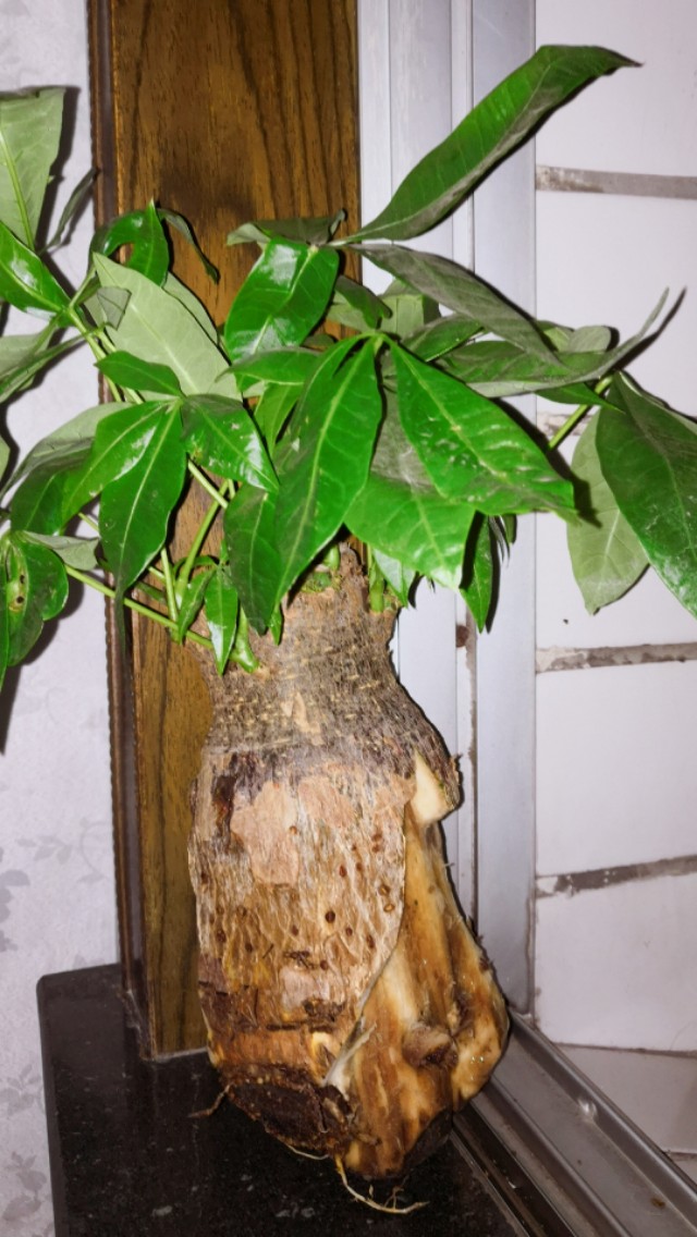 發(fā)財樹怎么讓樹干變粗