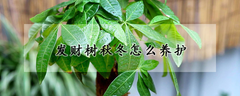 發(fā)財(cái)樹(shù)秋冬怎么養(yǎng)護(hù)
