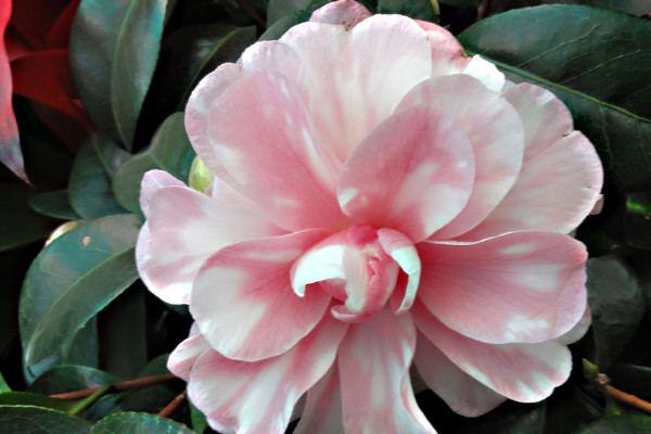 茶花對(duì)家里的風(fēng)水好嗎 家里養(yǎng)茶花有什么講究