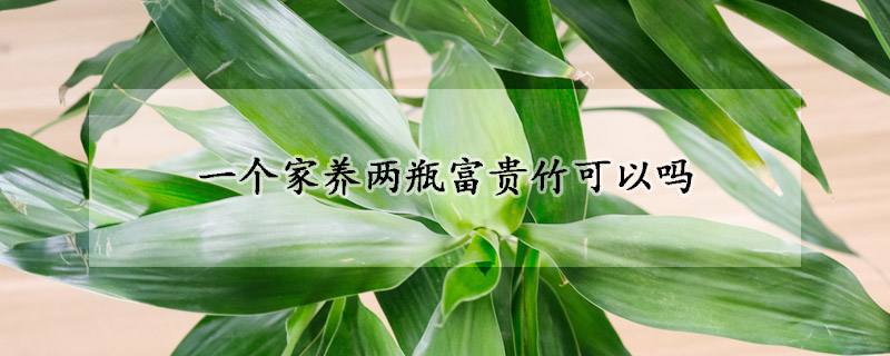 一個(gè)家養(yǎng)兩瓶富貴竹可以嗎