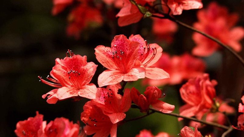 毛杜鵑花的養(yǎng)殖方法和注意事項 盆栽