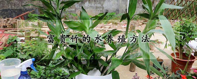 富貴竹的水養(yǎng)殖方法