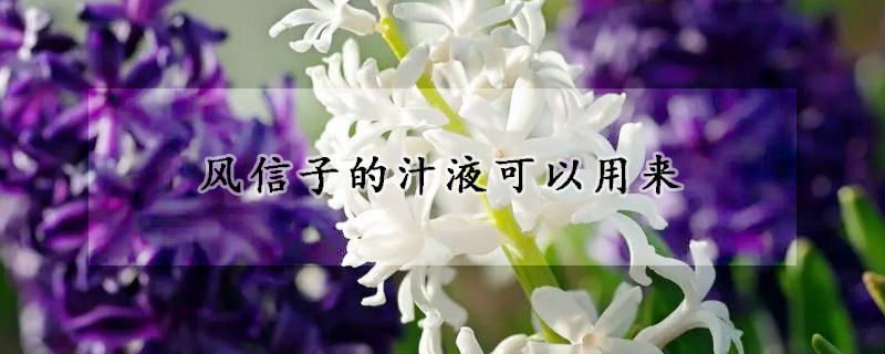 風(fēng)信子的汁液可以用來