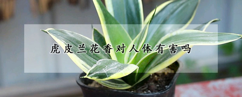 虎皮蘭花香對(duì)人體有害嗎