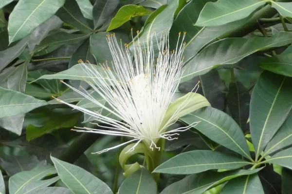 發(fā)財(cái)樹開花代表風(fēng)水 發(fā)財(cái)樹放哪好