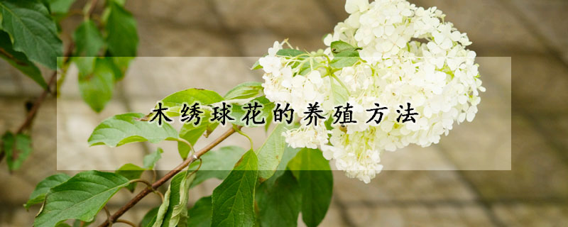 木繡球花的養(yǎng)殖方法